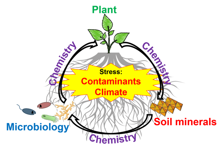 Plant Biogeochemistry